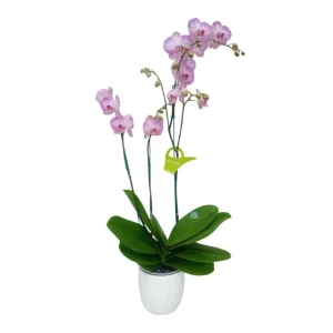 Orquidea "Krakow" 3 varas Super Premium
