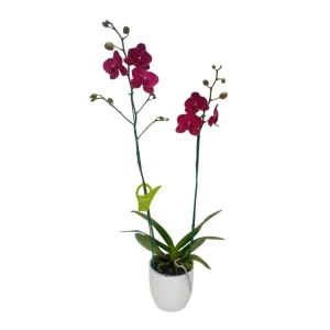 Orquídea «Montreux» 2 varas Premium