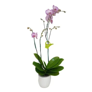 Orquidea "Krakow" 3 varas Super Premium