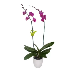 Orquídea "LUSAKA" 2 varas Super Premium