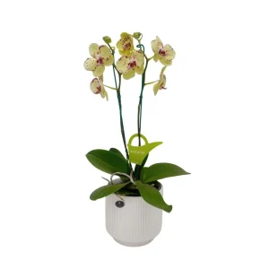 Orquídea "Albufeira" 2 varas