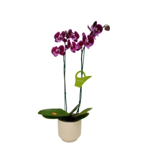 Orquídea «MANTA LEMBOGAN» 2 varas