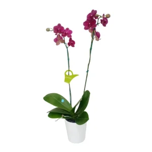 Orquídea «Montreux» 2 varas Premium