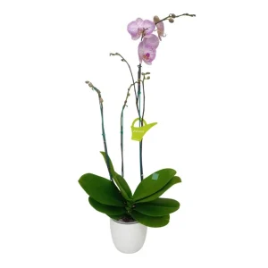 Orquidea "Krakow" 3 varas Super Premium