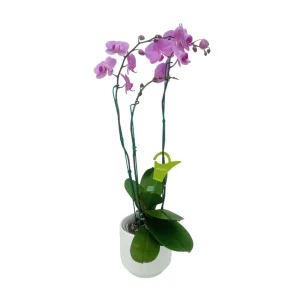 Orquídea «Minneapolis» 3 varas Super Premium