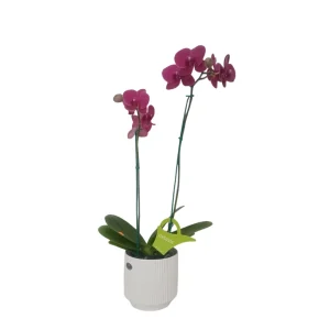 Orquídea «Montreux» 2 varas