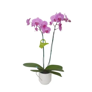 Orquídea «Minneapolis» 2 Varas