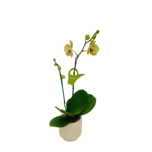 Orquídea "Albufeira" 2 varas Pequeña