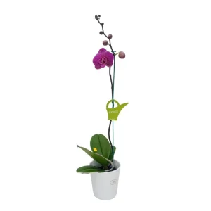 Orquídea "PINK LEOPARD" Mediana
