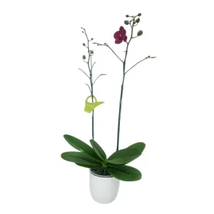 Orquídea «Montreux» 2 varas Premium