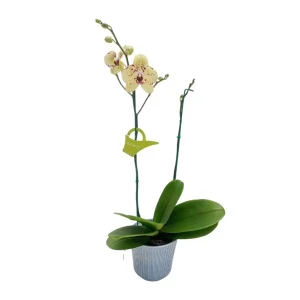 Orquídea "Albufeira" 2 varas