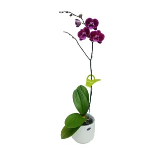 Orquídea «MANTA LEMBOGAN» con vara lateral