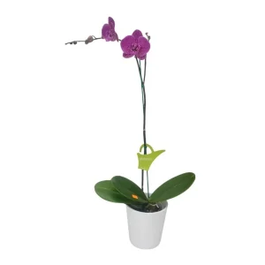 Orquídea "PINK LEOPARD" Mediana con vara lateral