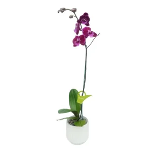 Orquídea «MANTA LEMBOGAN» Alta
