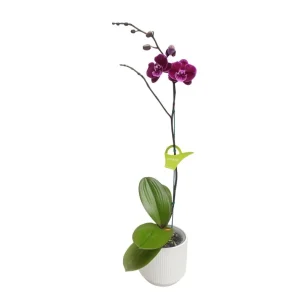 Orquídea «MANTA LEMBOGAN» con vara lateral