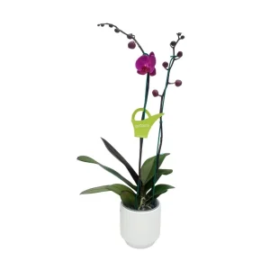 Orquídea "LUSAKA" 2 varas Premium