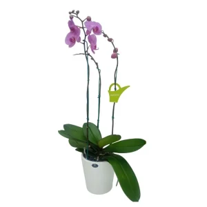 Orquídea «Minneapolis» 3 varas Super Premium