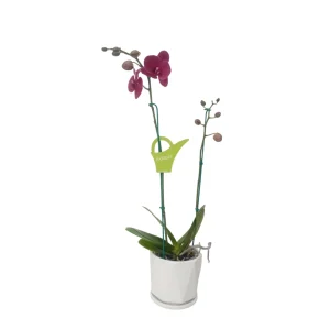 Orquídea «Montreux» 2 varas