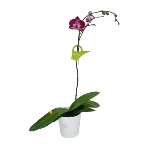 Orquídea «MANTA LEMBOGAN» Mediana con varas laterales