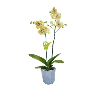 Orquídea "Albufeira" 2 varas