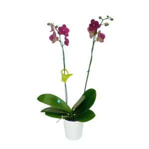 Orquídea «Montreux» 2 varas Premium