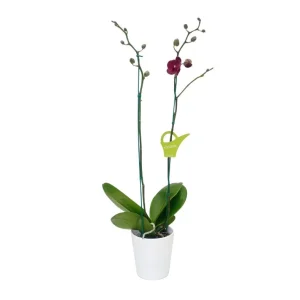 Orquídea «Montreux» 2 varas Premium