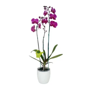 Orquídea "LUSAKA" 3 varas Super Premium