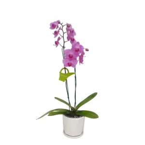 Orquídea «Minneapolis» 2 Varas