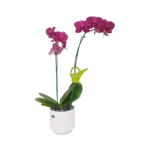 Orquídea «Montreux» 2 varas