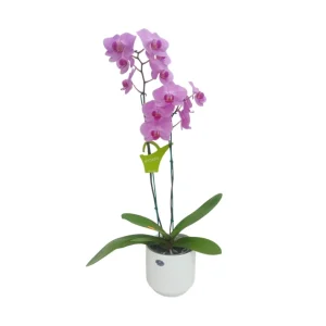 Orquídea «Minneapolis» 2 Varas