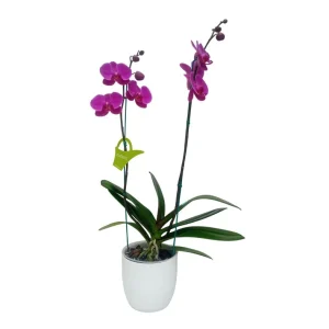 Orquídea "LUSAKA" 2 varas Premium