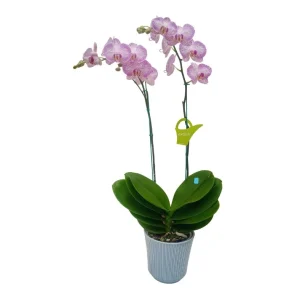 Orquidea "Krakow" 2 varas Premium