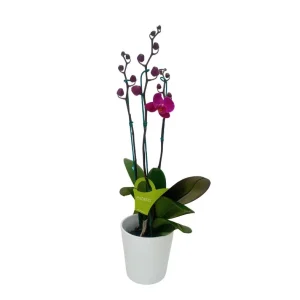Orquídea "LUSAKA" 3 varas Premium