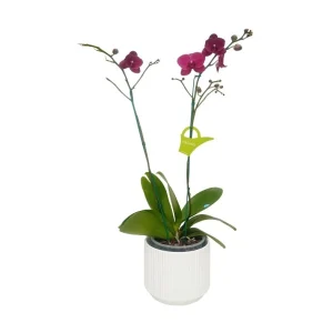 Orquídea «Montreux» 2 varas Premium