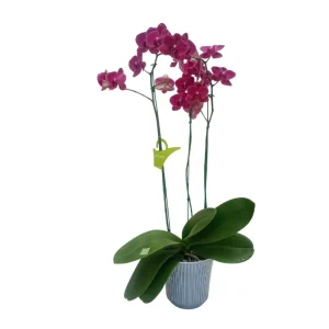 Orquídea "Montreux" 3 varas Super Premium