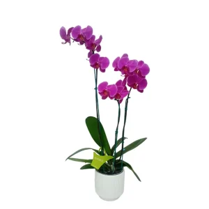 Orquídea "LUSAKA" 3 varas Super Premium