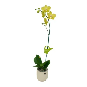 Orquídea "Savona" Mediana