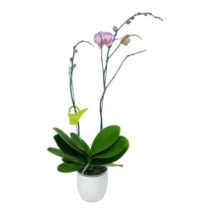 Orquidea "Krakow" 2 varas Super Premium