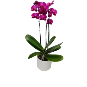 Orquídea "LUSAKA" 3 varas Super Premium