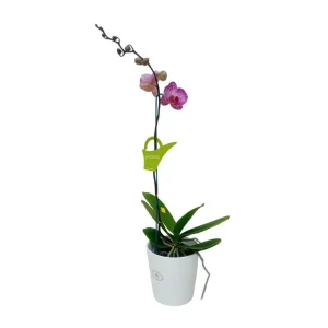 Orquídea "Budapest" Mediana
