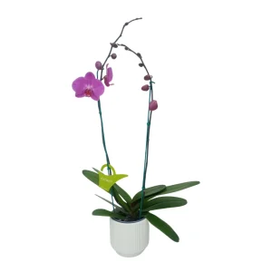 Orquídea "MILWAKEE" 2 varas