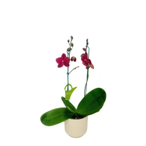 Orquídea «Nice» 2 varas