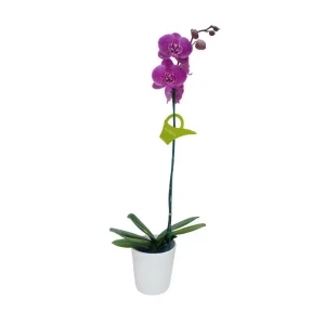 Orquídea "PINK LEOPARD" Mediana