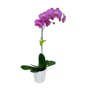 Orquídea "MILWAKEE" Mediana