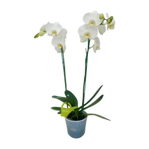 Orquídea "CAMBRIDGE" 2 Varas