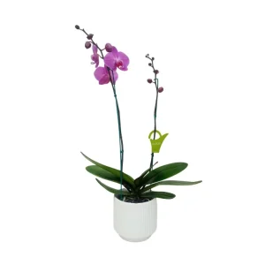 Orquídea "MILWAKEE" 2 varas