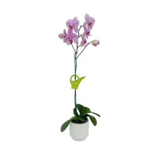 Orquídea "GOTTEBORG" Mediana