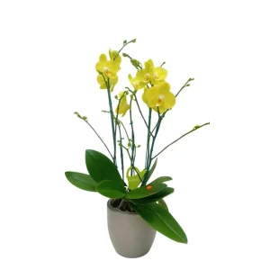 Orquídea "Savona" 5 Varas Super Premium