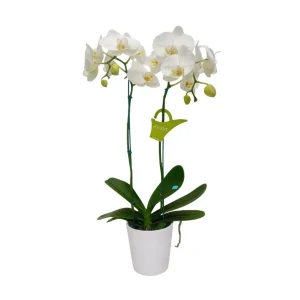 Orquídea "CAMBRIDGE" 2 Varas