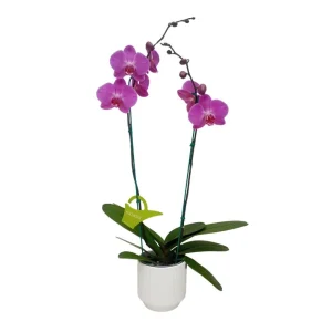 Orquídea "MILWAKEE" 2 varas